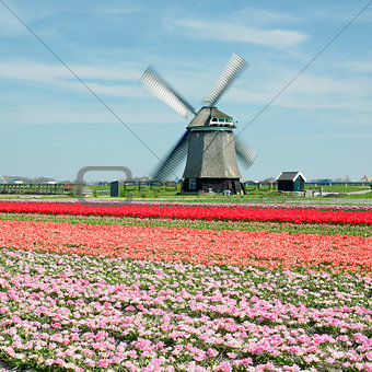 windmill with tulip field near Sint-Maartens-vlotbrug, Netherlan