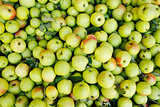 a background of green apples