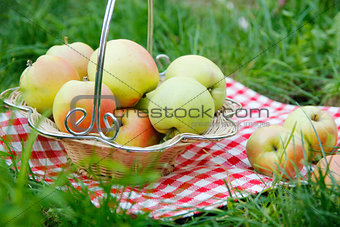 green apples in a basket on the grass