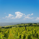view to vineyard in Ukraine