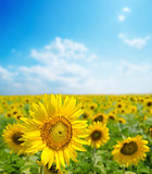 sunflower close up on field