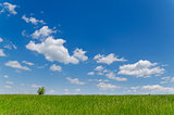 field with green grass under deep blue sky