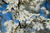 blooming spring tree branches with white flowers