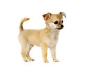 Chihuahua Puppy isolated on white
