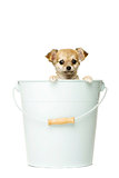 Chihuahua Puppy ia a big blue bucket