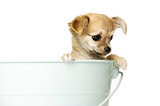 Chihuahua Puppy ia a big blue bucket