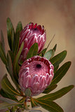Pink Protea Proteaceae flower