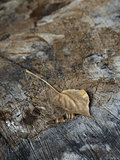 old stump with leaf
