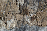 old stump texture