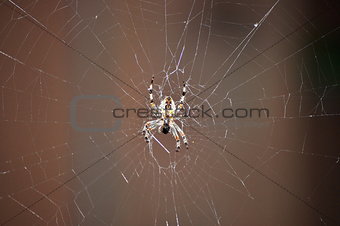 Spider and Spider Web