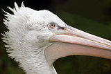 portrait of pelican