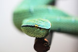 green poisonous snake