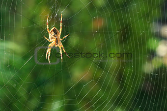 spider on a web spider