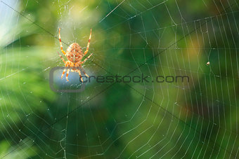 spider on a web spider
