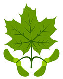 maple leaf and seeds