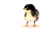 Australorp Chicken Baby Chick Standing Alone on White