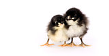 Australorp Chicken Couple Two Baby Chicks Standing on White