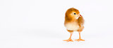 Lone Chick Baby Chicken Stands on White Background