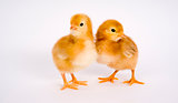 Chick Couple Standing Together Two Newborn Baby Chickens