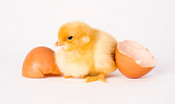 Newborn Baby Chick Freshly Hatched Near Eggshells 