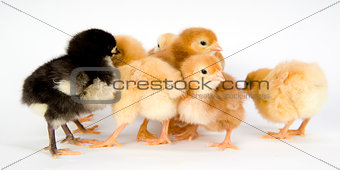 Chickens Huddling Together Newborn Baby Chicks