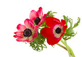 posy of anemone flowers