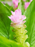 Siam tulip flower or Curcuma alismatifolia
