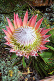 King Protea cynaroides bracts and flowers open