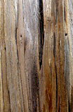 Tree wood with a cut texture