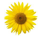 Isolated sunflower on the white background. 
