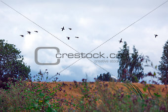 A flock of wild ducks flying over a field