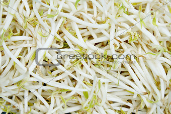 Beansprout 