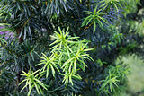 Yew tree (Taxus cuspidata). Young growing branch of Japanese yew