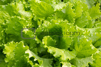 Fresh green lettuce.