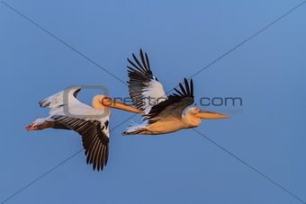 white pelicans (pelecanus onocrotalus) 
