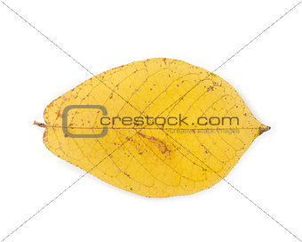 Autumn yellow leaf