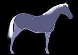 Horse. The X-ray render