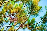 Pine branches against the blue sky