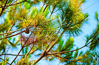 Pine branches against the blue sky