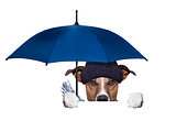 rain umbrella dog