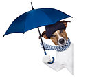 rain umbrella dog