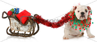 dog pulling christmas sleigh