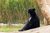 Asian Black Bear sit resting