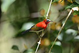 male Crimson Sunbird (Aethopyga siparaja)
