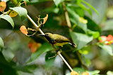 Olive-backed Sunbird (Nectarinia jugularis)