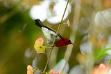 male Crimson Sunbird (Aethopyga siparaja)