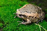 female Painted Bullfrog (Kaloula pulchra)