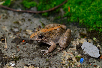 male Rice Field Frog (Fejervarya limnocharis)