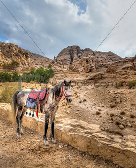 Petra horse
