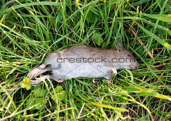 Dead rat with a broken leg on grass
